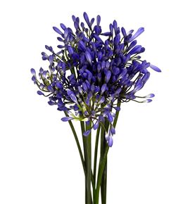 Agapanthus uri 60 - AGABRO