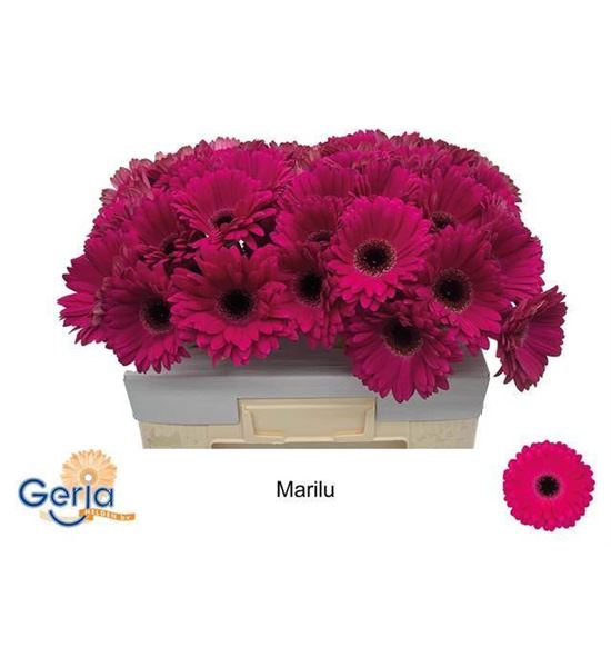 Gerbera marilu 50 x10 - GERMAR5010