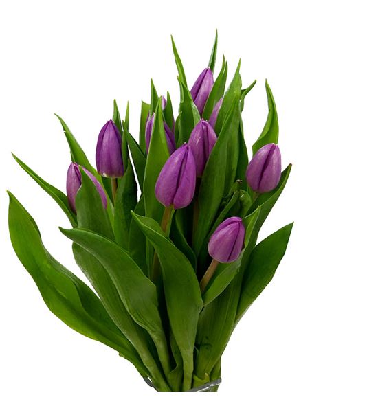 Tulipan pikant 38 - TULPIK