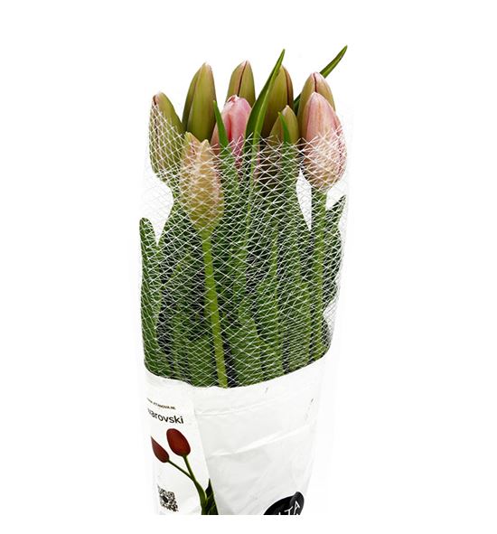 Tulipan swarovski xl 55 - TULSWAXL