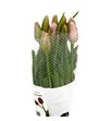 Tulipan swarovski xl 55 - TULSWAXL