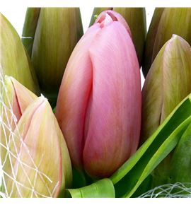 Tulipan swarovski xl 55 - TULSWAXL