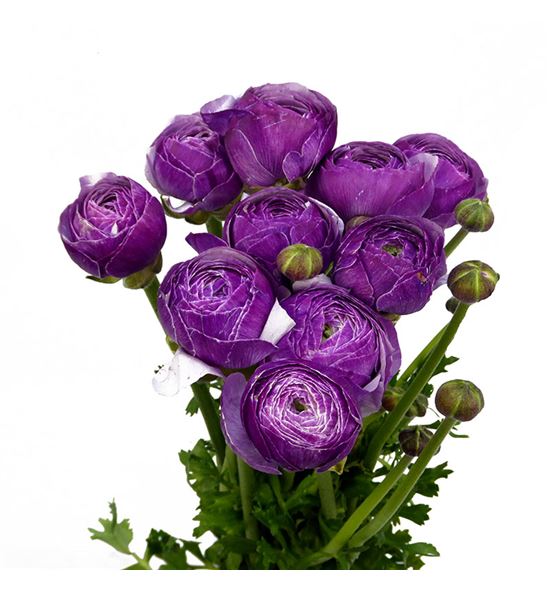 Ranunculo cloni violet 50 - RANCLOVIO
