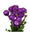 Ranunculo cloni violet 50 - RANCLOVIO