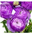 Ranunculo cloni violet 50 - RANCLOVIO1