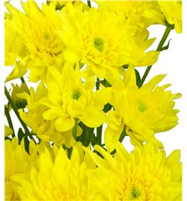 Marg baltica yellow - MHBALYEL