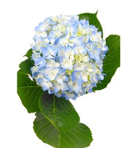 Hydr blue xl 60 - HYDSLCBLU