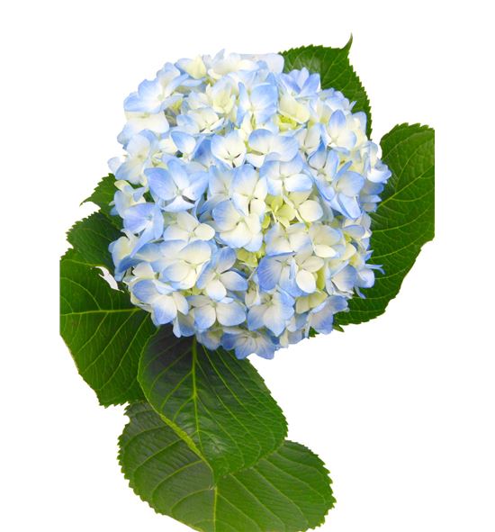 Hydr blue xl 60 - HYDSLCBLU