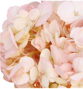 Hydr rosa xl 60 - HYDSLCROS