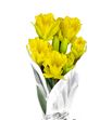 Narciso dutch master 37 - NARDUTMAS