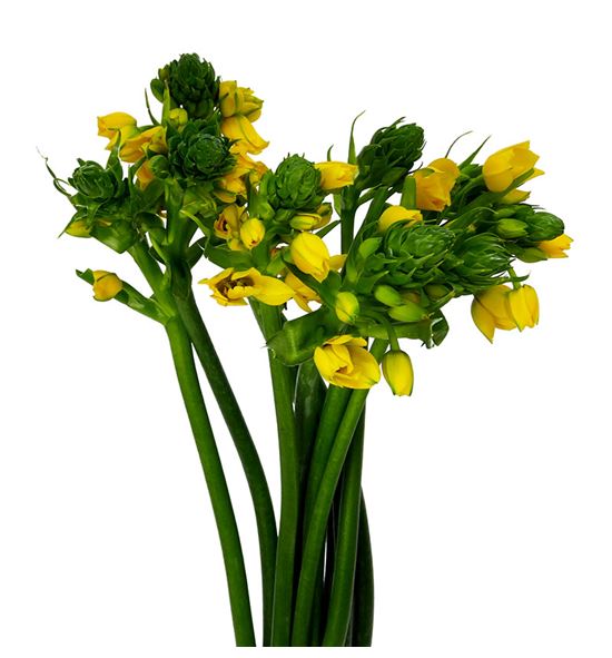 Ornitogalum yellow asa 50 - ORNYELASA