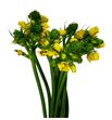 Ornitogalum yellow asa 50 - ORNYELASA