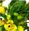 Ornitogalum yellow asa 50 - ORNYELASA1