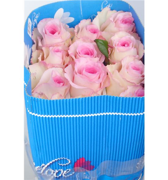 Rosa ecu mandala 50 - RCMAN