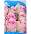 Rosa ecu mandala 50 - RCMAN1