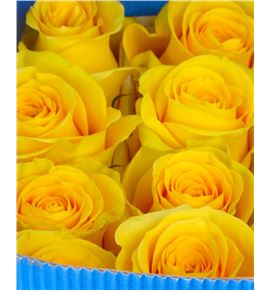 Rosa ecu brigthon 70 - RCBRI
