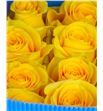 Rosa ecu brigthon 70 - RCBRI1