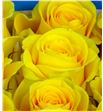 Rosa ecu brigthon 70 - RCBRI2