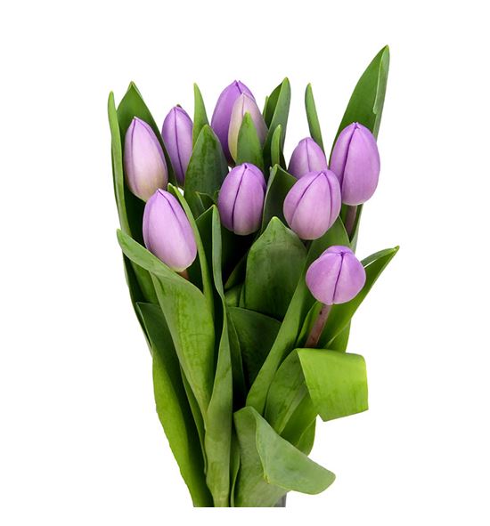 Tulipan paradero 37 - TULPAR
