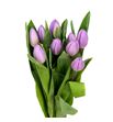 Tulipan paradero 37 - TULPAR