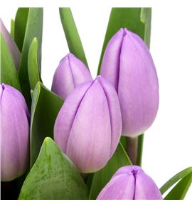 Tulipan paradero 37 - TULPAR