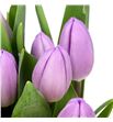 Tulipan paradero 37 - TULPAR1