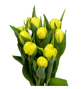 Tulipan sweet lemon 38 - TULSWELEM