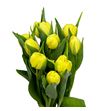 Tulipan sweet lemon 38 - TULSWELEM