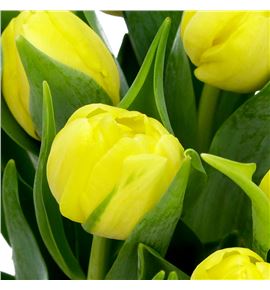 Tulipan sweet lemon 38 - TULSWELEM