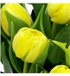 Tulipan sweet lemon 38 - TULSWELEM1