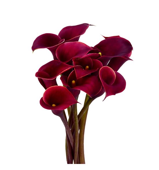 Cala red charm 55 - ZANREDCHA