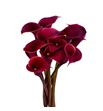 Cala red charm 55 - ZANREDCHA