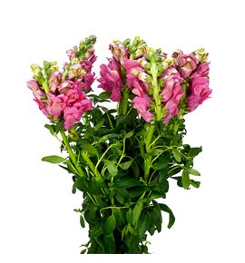 Antirrino antibes pink 75 - ANTANTPIN