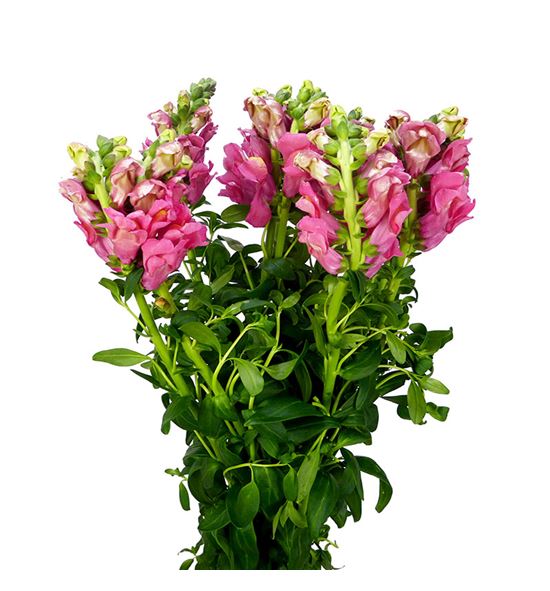 Antirrino antibes pink 75 - ANTANTPIN
