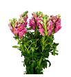 Antirrino antibes pink 75 - ANTANTPIN