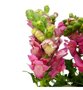 Antirrino antibes pink 75 - ANTANTPIN