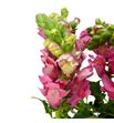 Antirrino antibes pink 75 - ANTANTPIN1