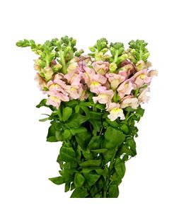 Antirrino cool rose 75 - ANTCOOROS