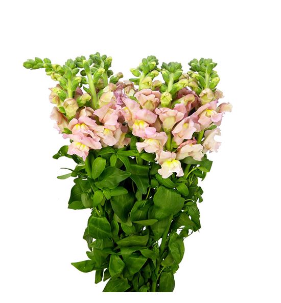 Antirrino cool rose 75 - ANTCOOROS