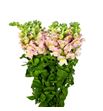 Antirrino cool rose 75 - ANTCOOROS
