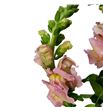 Antirrino cool rose 75 - ANTCOOROS1