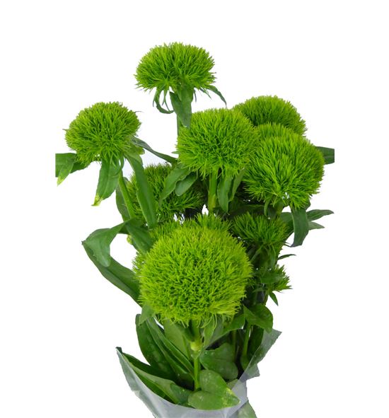 Barbatus kiwi mellow 60 - BARGRETRI
