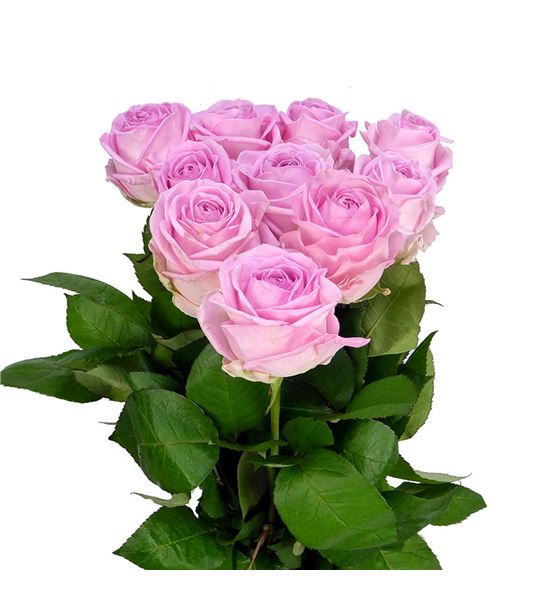 Rosa hol zaina 70 - RGRZAI
