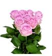 Rosa hol zaina 70 - RGRZAI