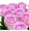 Rosa hol zaina 70 - RGRZAI1