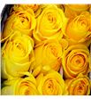 Rosa ecu brighton 60 - REBRI1