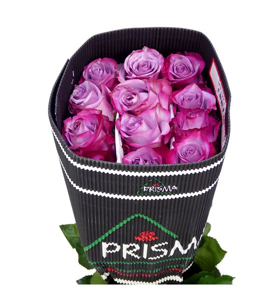 Rosa ecu deep purple 60 - REDEEPUR