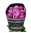 Rosa ecu deep purple 60 - REDEEPUR