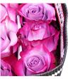 Rosa ecu deep purple 60 - REDEEPUR1