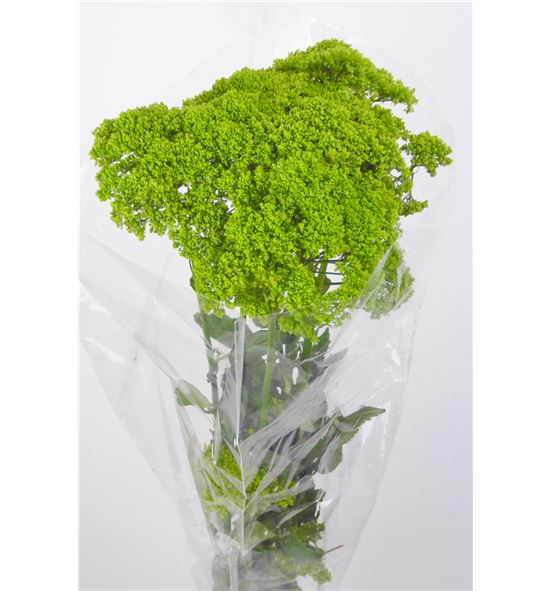 Trach briba green 80 - TRABRIGRE